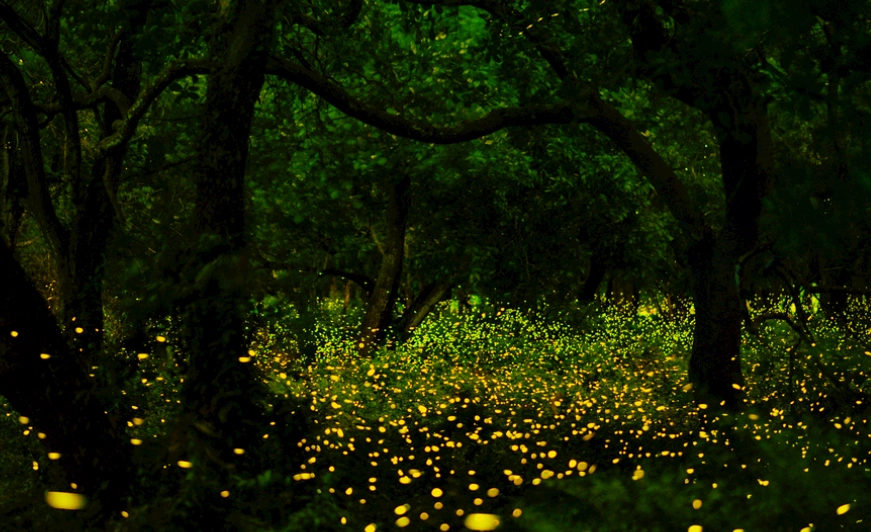 杉林溪螢火蟲秘境