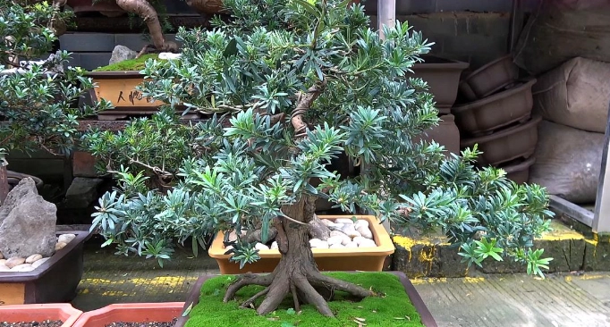 羅漢松嫁接方法 羅漢松嫁接方法