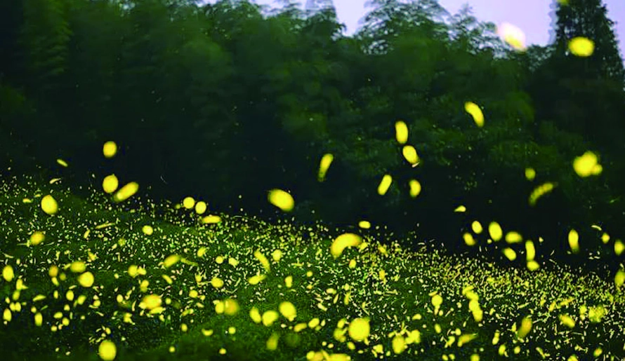杉林溪螢火蟲秘境