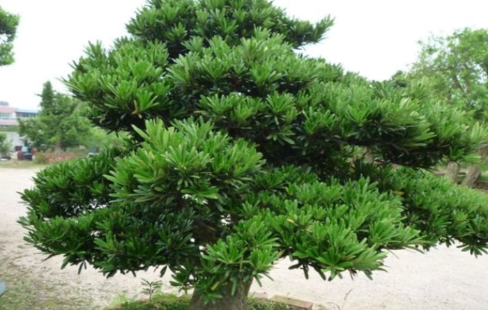 羅漢松接枝時機 羅漢松接枝時機