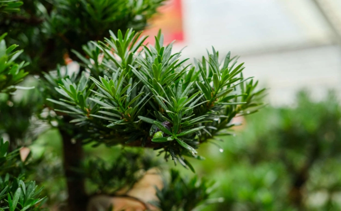 羅漢松嫁接方法 羅漢松嫁接方法