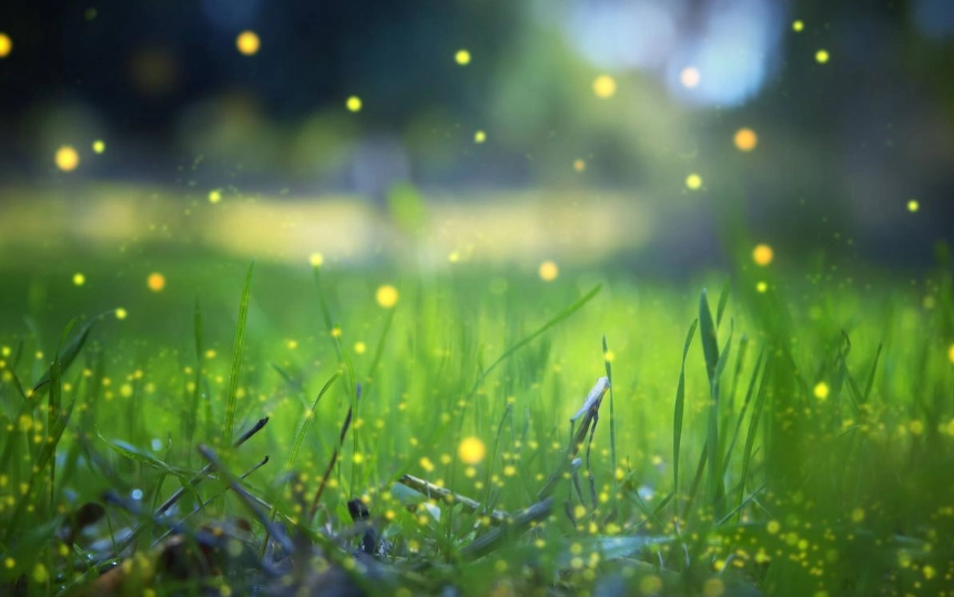 螢火蟲攝影色溫