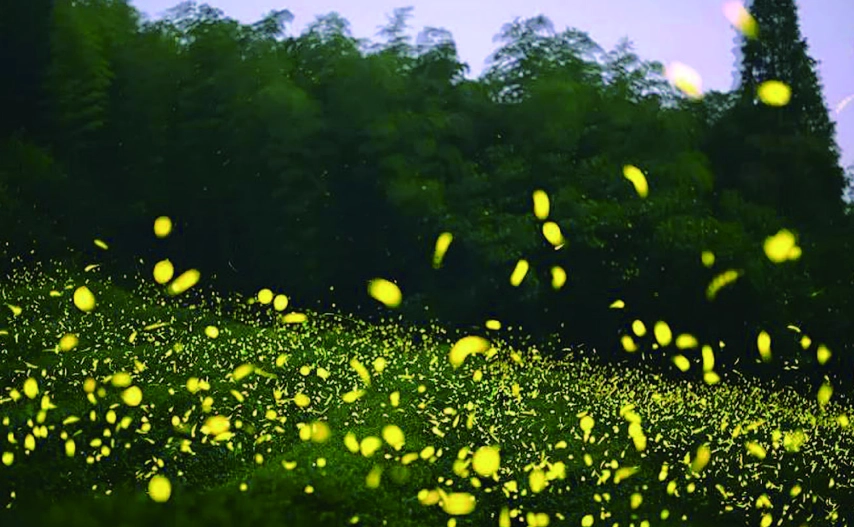 螢火蟲拍攝技巧