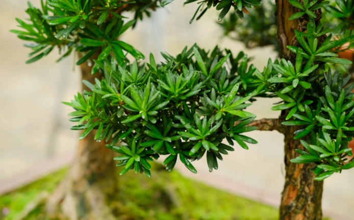 盆景繁殖技巧 盆景繁殖技巧