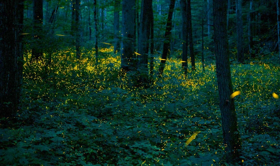 杉林溪螢火蟲季