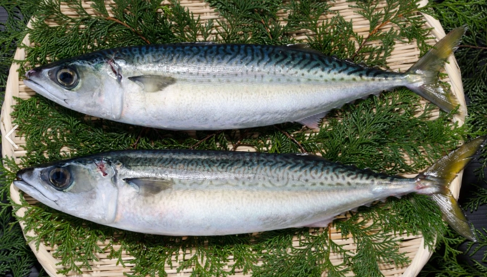 鯖魚汞含量