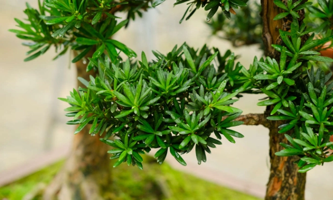 室內植物養護 室內植物養護