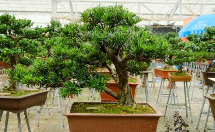 羅漢松接枝時機 羅漢松接枝時機