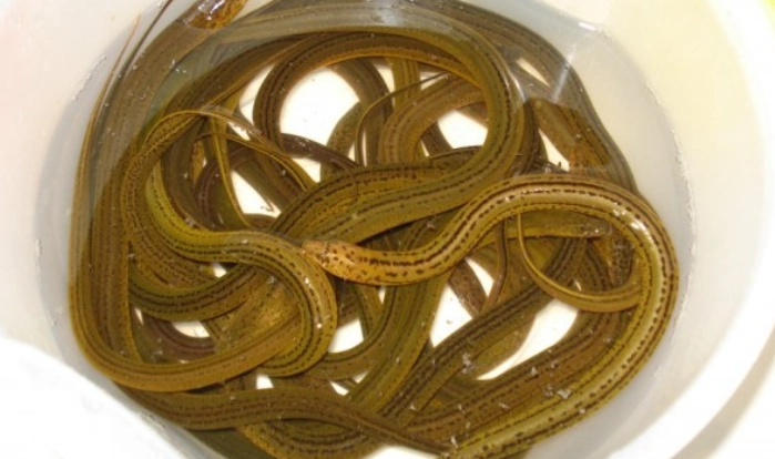 鱔魚料理熱量 鱔魚料理熱量