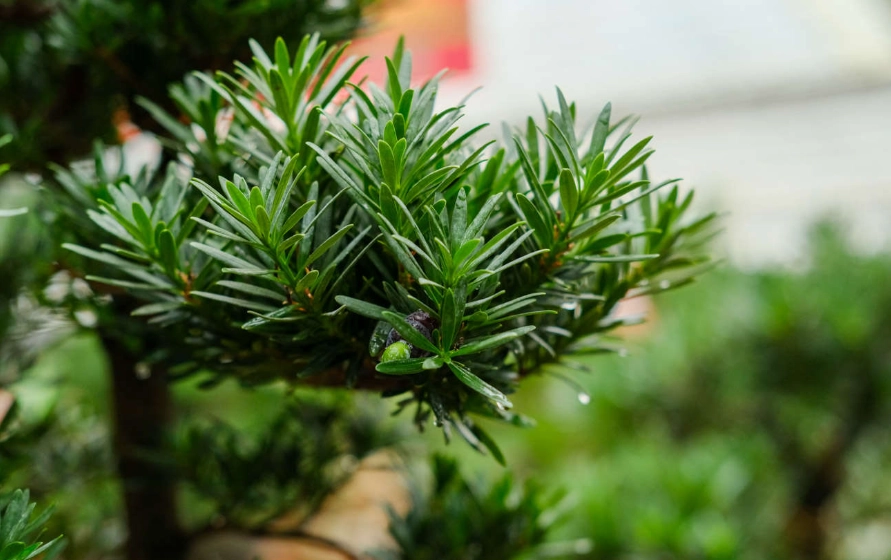 盆景造型技巧 盆景造型技巧