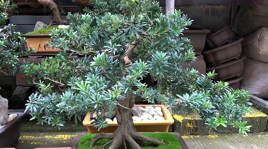 盆景造型技巧 盆景造型技巧