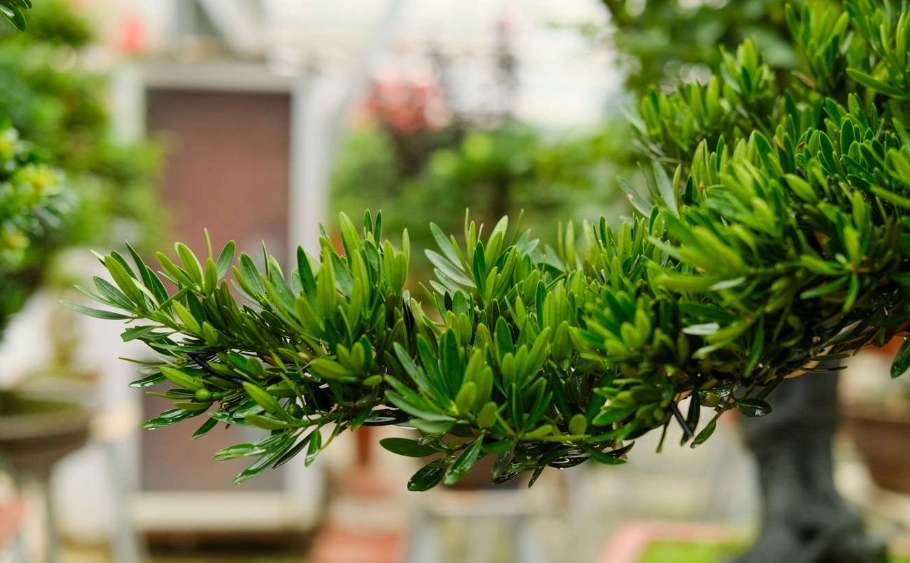 羅漢松造型 羅漢松造型