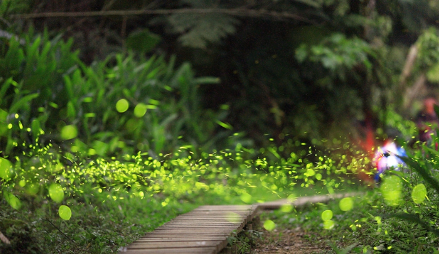 台灣賞螢地點
