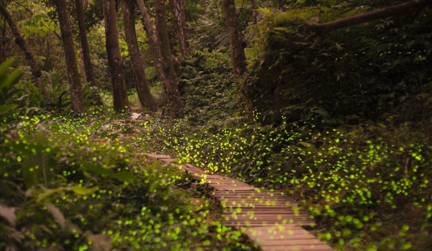 新竹 螢火蟲