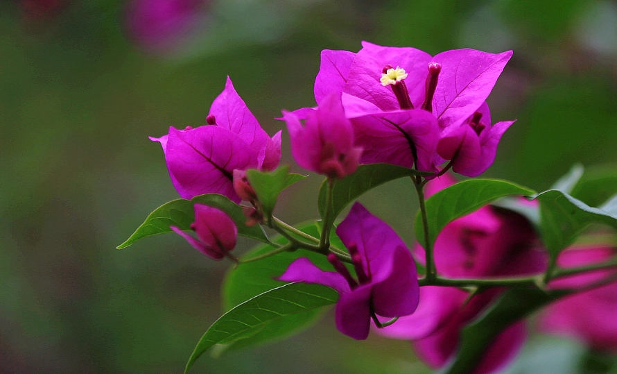火炬九重葛 品種
