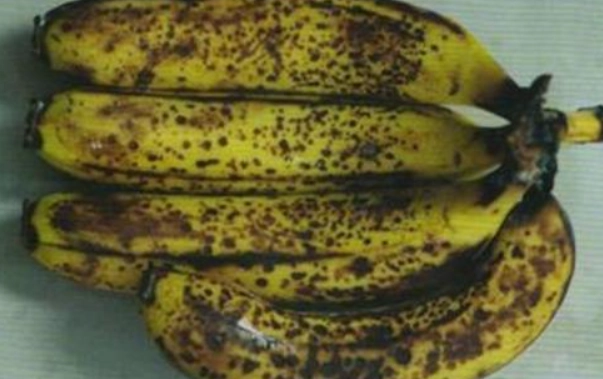 香蕉保鮮方法