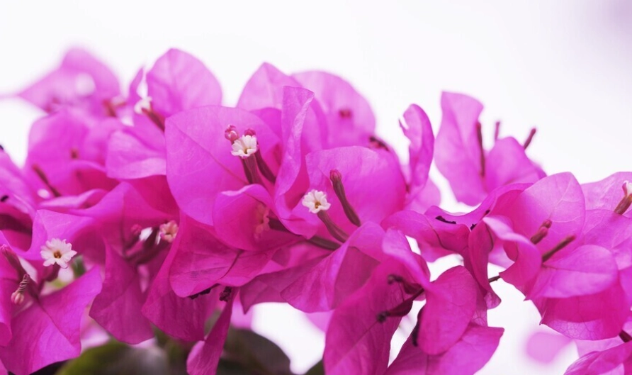 火炬九重葛 品種