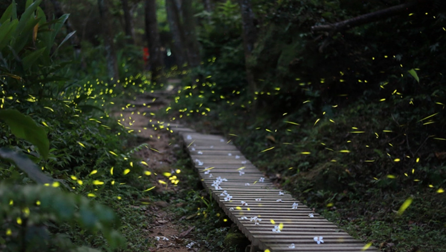 螢火蟲拍攝技巧