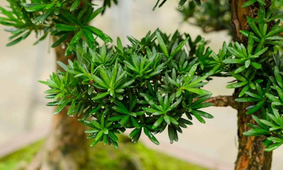 羅漢松造型 羅漢松造型