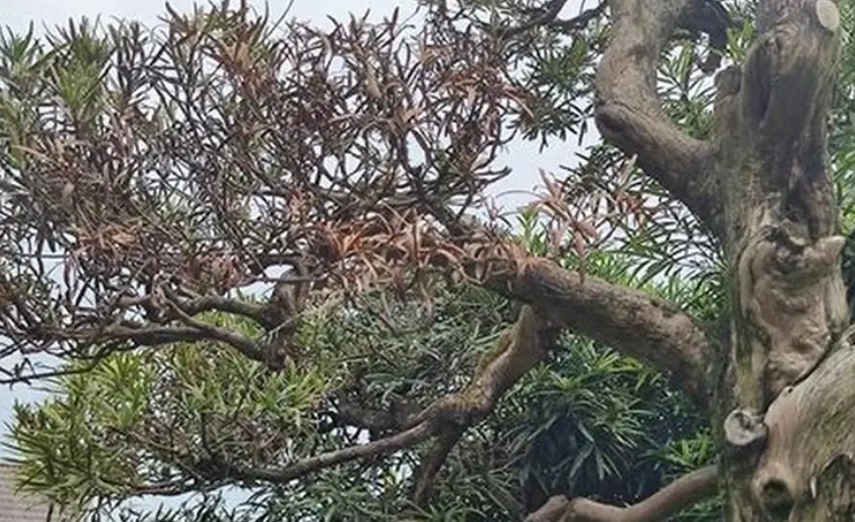 羅漢松枯死