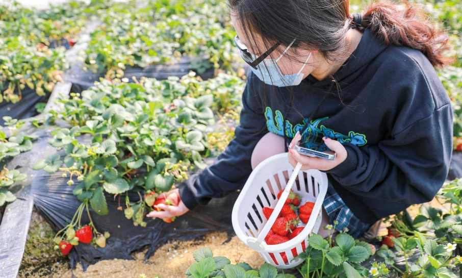 台北採果體驗 台北採果體驗