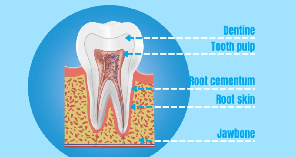 牙齒敏感 牙齒敏感