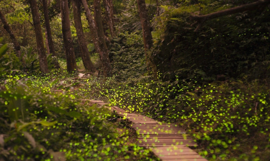 台灣賞螢地點