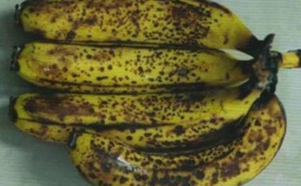 香蕉冷藏變黑原因 香蕉冷藏變黑原因