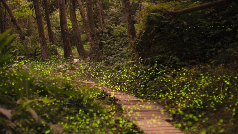 螢火蟲秘境