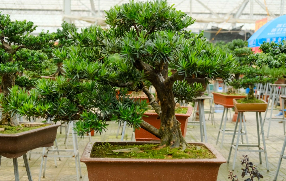 羅漢松修剪 羅漢松修剪