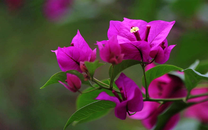 火炬九重葛 品種