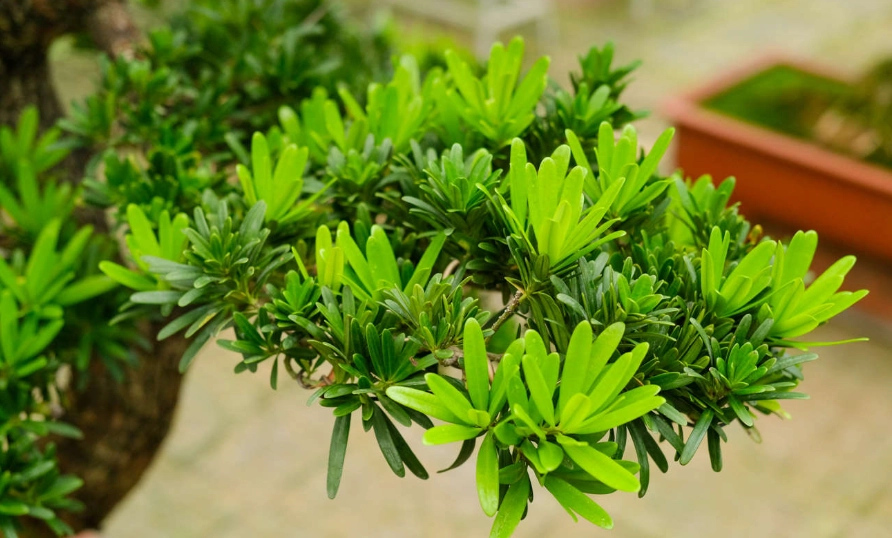 羅漢松造型 羅漢松造型