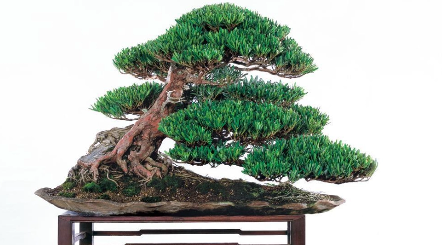 羅漢松修剪 羅漢松修剪