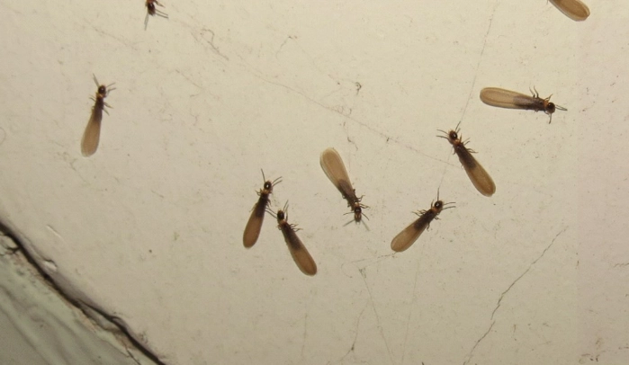 白蚁 危害 识别 白蚁 危害 识别