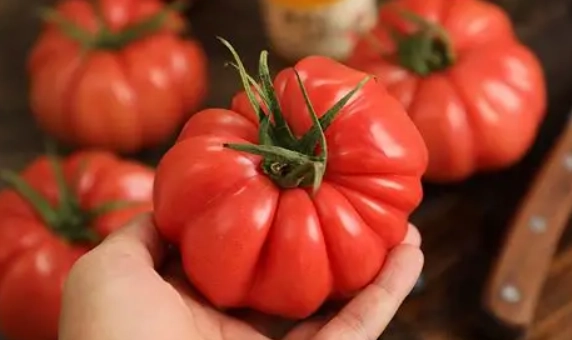 牛番茄施肥方法