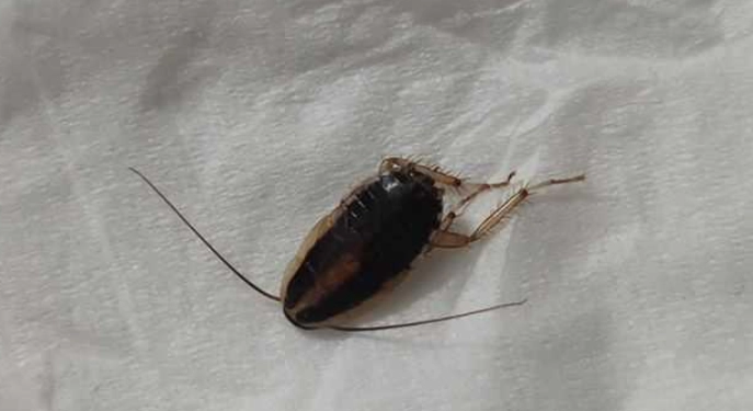 小蟑螂防治方法