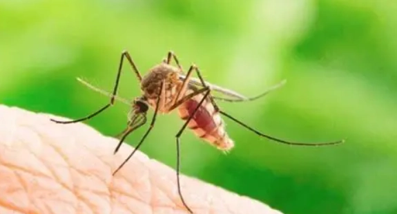 大水蚊防治 大水蚊防治