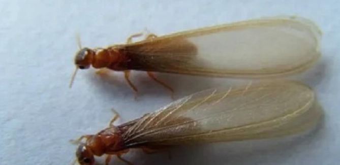 水蚁 防治 方法 水蚁 防治 方法