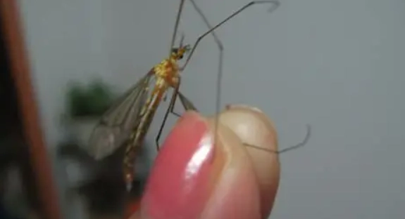 雨後飛蟲 雨後飛蟲