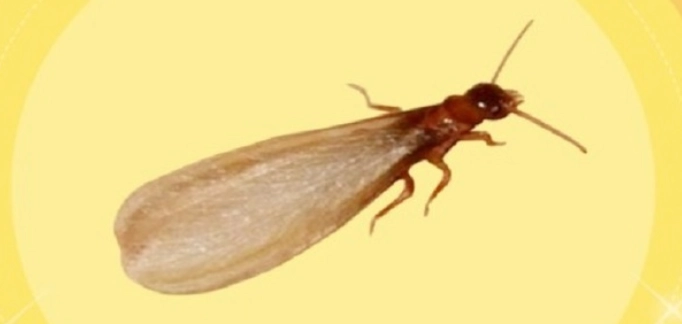 水蚁 白蚁 区别 水蚁 白蚁 区别