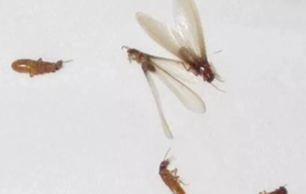 大水蚊防治 大水蚊防治