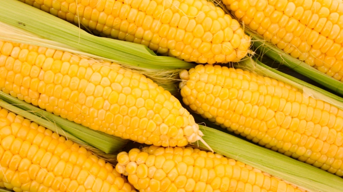 植物蛋白質來源