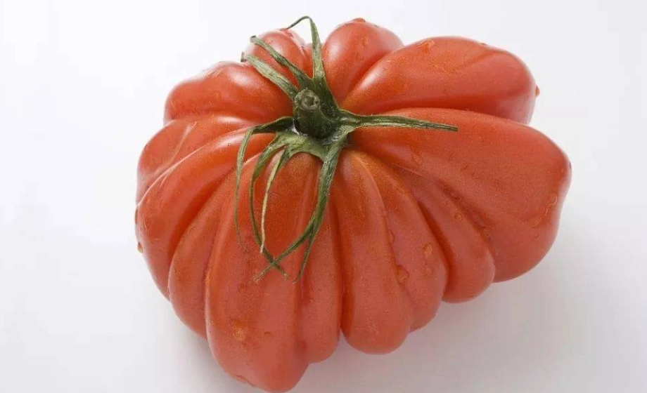 牛番茄種植技巧