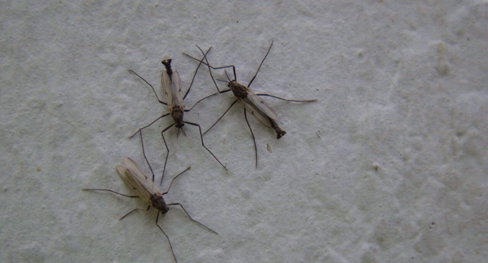 大水蚊防治 大水蚊防治