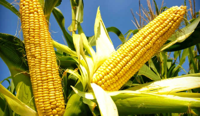 玉米營養價值
