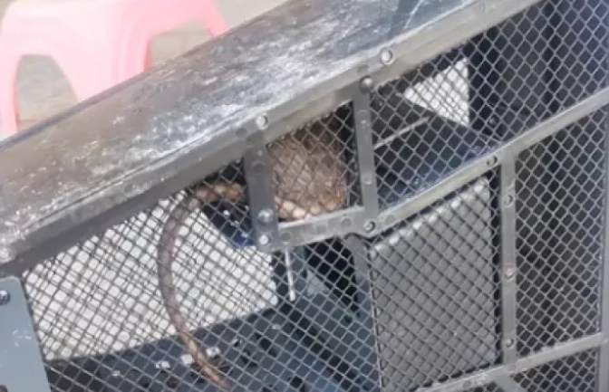 居家老鼠問題解決