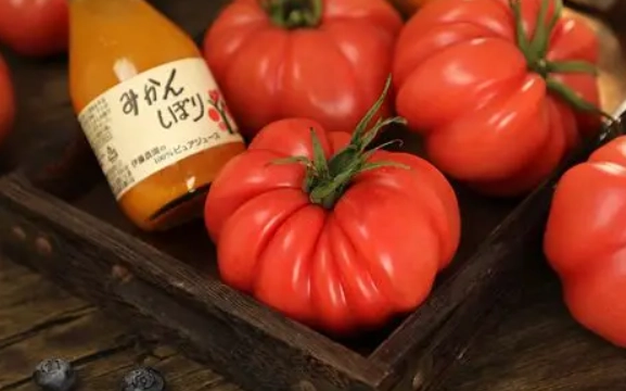 牛番茄種植技巧