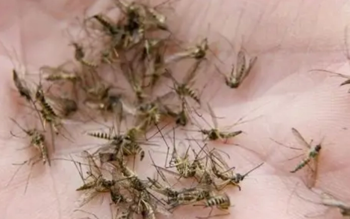 大水蚊防治 大水蚊防治