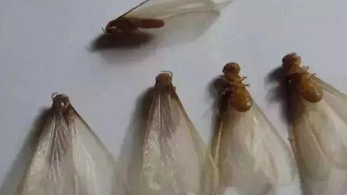 水蚁 白蚁 区别 水蚁 白蚁 区别