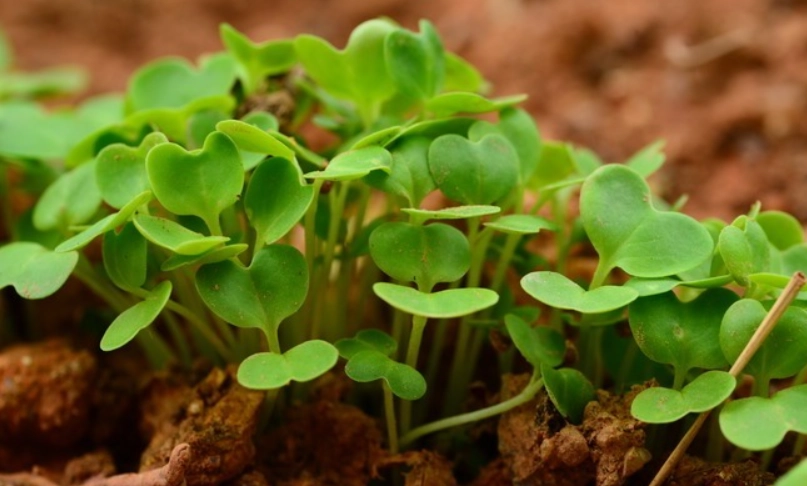 蘿蔔苗怎麼吃 蘿蔔苗怎麼吃